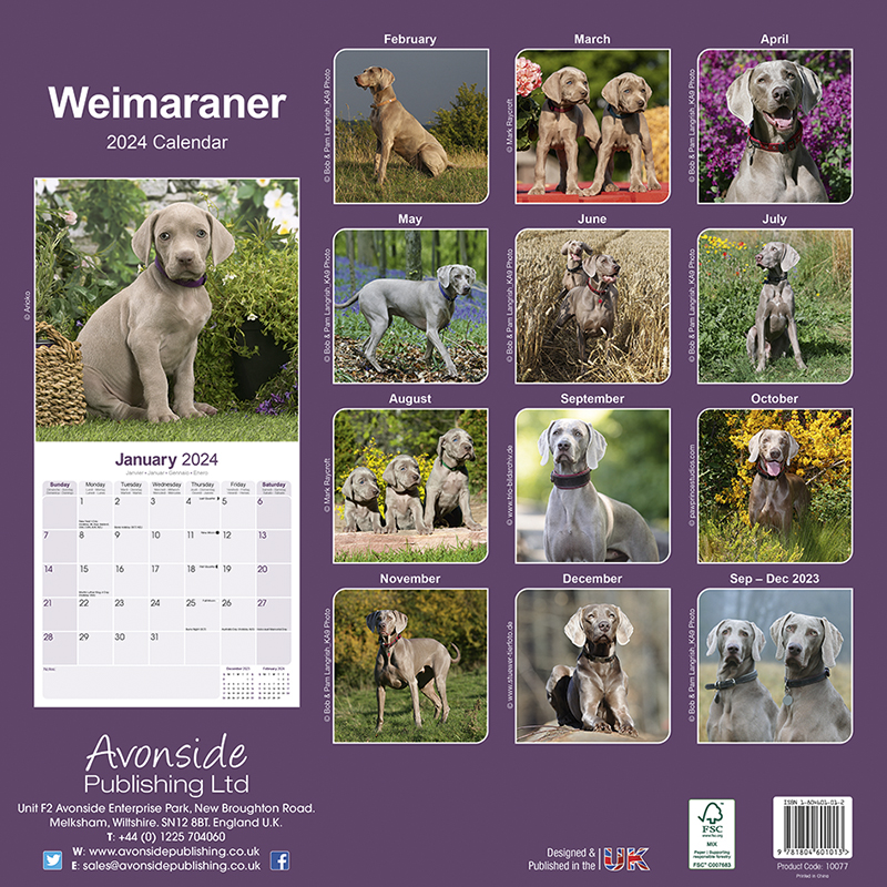 Weimaraner Calendar 2024 (Square) Dogs Naturally